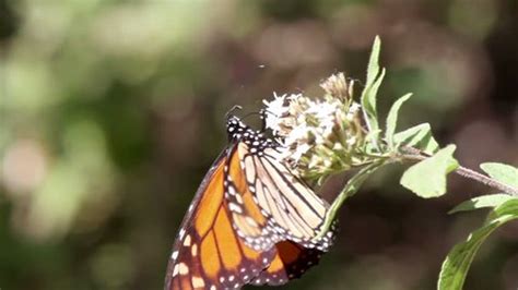 Monarch Butterfly Sanctuary Mexico Where Millions Stock Footage Video (100% Royalty-free ...