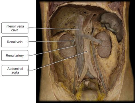 A P 2 Urinary System Flashcards Quizlet