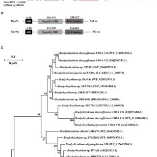 Diagram Of The Chromosomal And Plasmid Region Containing RpoN In