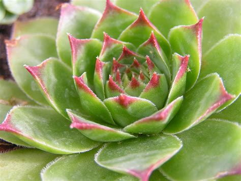 Succulent Definition Facts And Examples Britannica