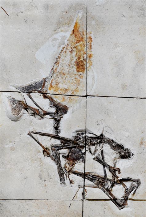 Pterosaurs Fossil