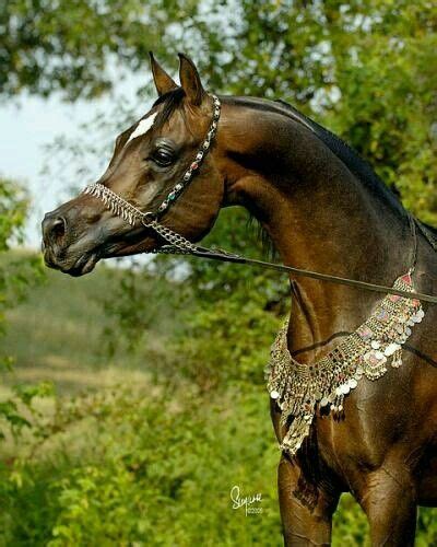 Arabian Stallions Arabians Arabian Horses Andalusian Horse Friesian