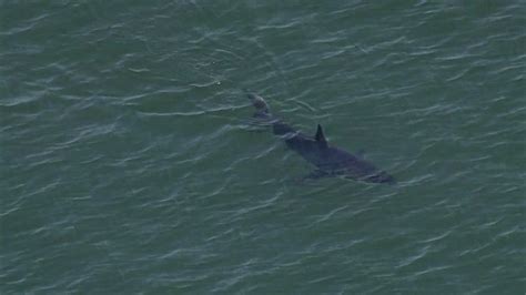 Watch Sharks Spotted Off Long Beach Coach Nbc Los Angeles