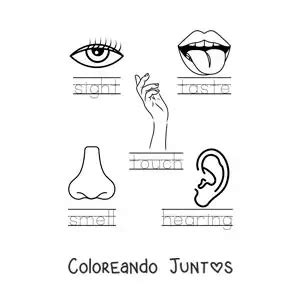 20 Dibujos de los 5 Sentidos para Niños para Colorear Gratis