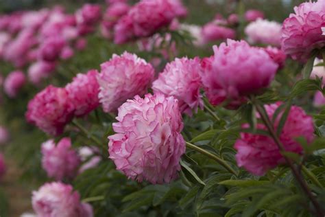 15 Beautiful Varieties of Peony