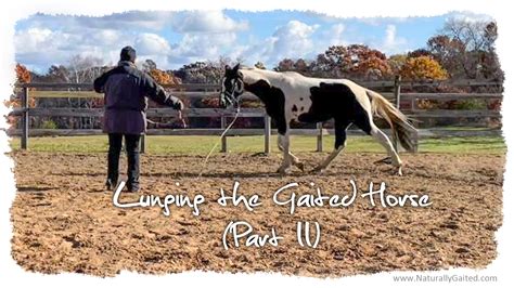 Lunging A Gaited Horse Part 2 Naturally Gaited Horse