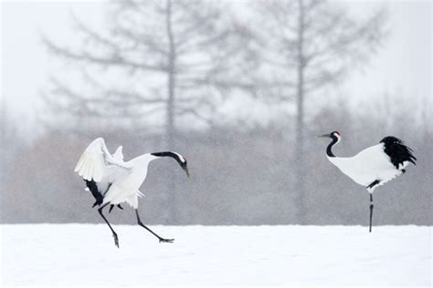 Dansez Avec Les Grues D Hokkaido