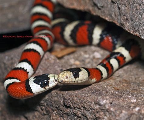 Arizona Mountain Kingsnake Care Sheet | Reptiles' Cove