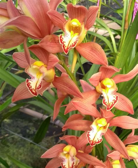 Orqu Dea Cymbidium Como Cuidar Da Forma Correta Para Sempre Dar Flores