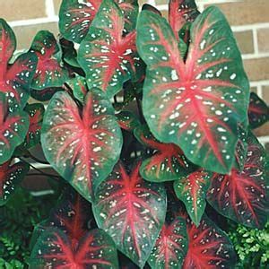 Pin By Hershey Chuck On Caladiums G Bi Plant Singonium Caladium