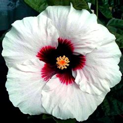 Hidden Valley Hibiscus ~ Hibiscus Pigments ~ Why do Hibiscus Flowers ...