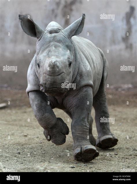 Baby White Rhino Stock Photo: 110877001 - Alamy