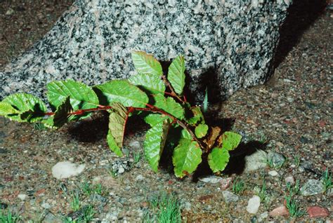 How to Garden in Rocky Soil