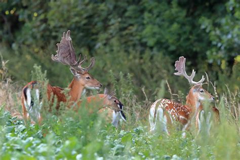 Damhert Fallow Deer C N Flickr