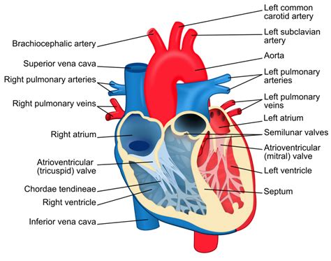 Diagram Of Cardiovascular System Quizlet