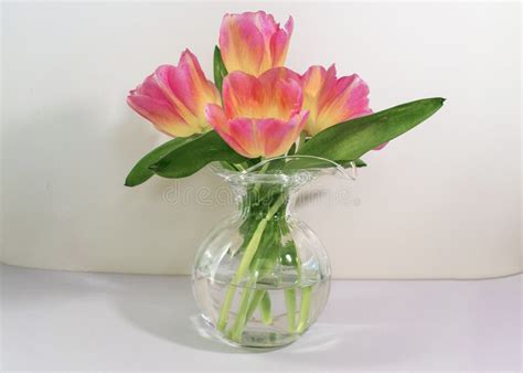 Four Pretty Pink and Yellow Tulips with Leaves Stock Photo - Image of ...