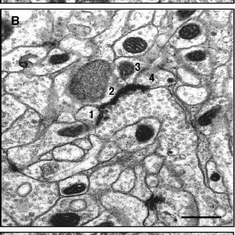 Examples Of Synapses Fulfilling The Synapse Identification Criteria