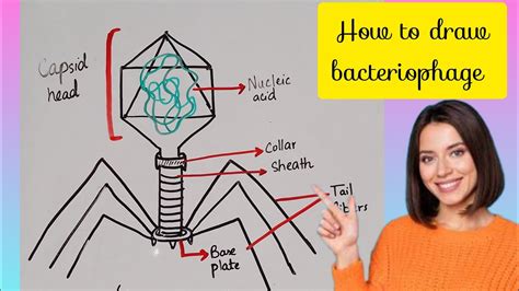 How To Draw A Bacteriophage Diagram Easily Step By Step For Beginners