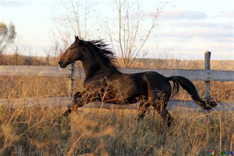 Horse Running Through A Field Free Image № 55295