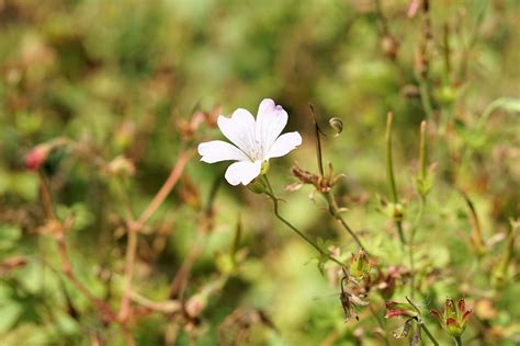 Flower Blossom Bloom Free Photo On Pixabay