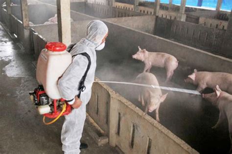 Bio Security Most Effective Measure Against African Swine Fever