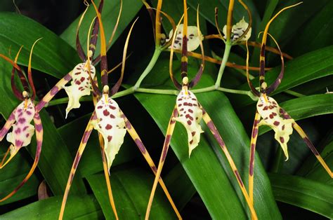 Brassia Caudata Grown By Orchideen Holm Nurelias Flickr