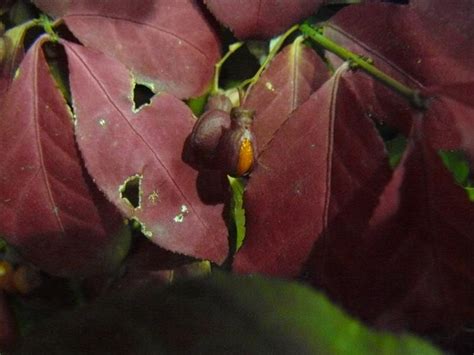 Photo Of The Seed Pods Or Heads Of Burning Bush Euonymus Alatus Posted By Threegardeners