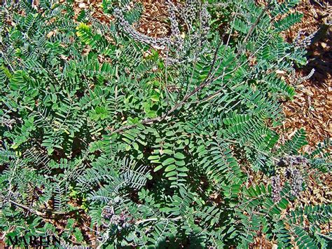 Lead Plant - Amorpha canescens - North American Insects & Spiders