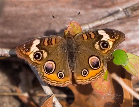 Orange Butterfly Identification Guide With Photos Owlcation