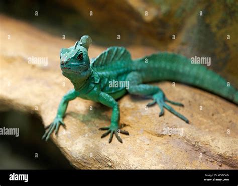 Cute Green Lizards