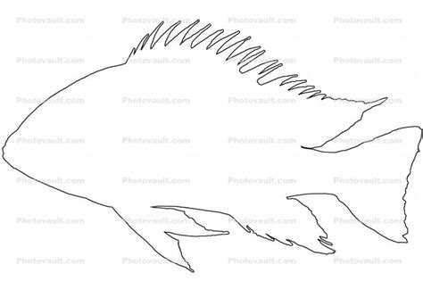 Cichlid Cichlidae Outline Line Drawing Shape Images Photography Stock Pictures Archives