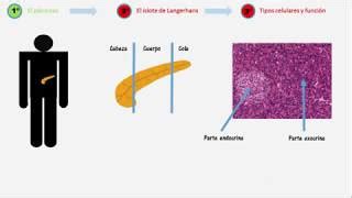 Diagrama De Islotes De Langerhans