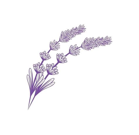 Lavender Flower Design Vector EPS Illustration - Free Download