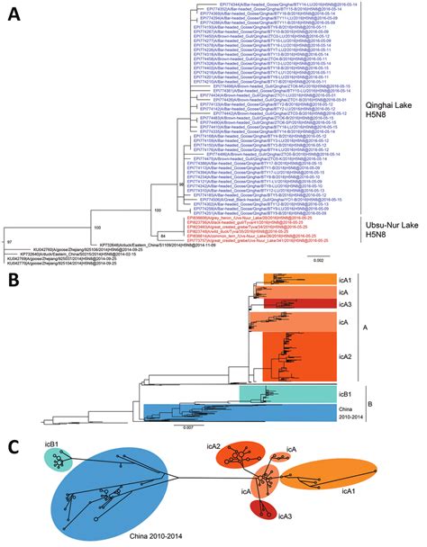 Phylogenetic Analyses Of 594 Hemagglutinin Ha Sequences 1 704 Nt Download Scientific