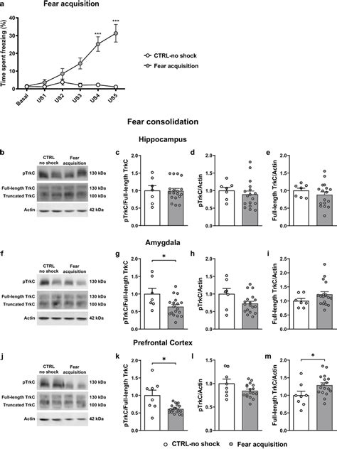 Expression And Activation Of Trkc In The Fear Circuit During Contextual Download Scientific