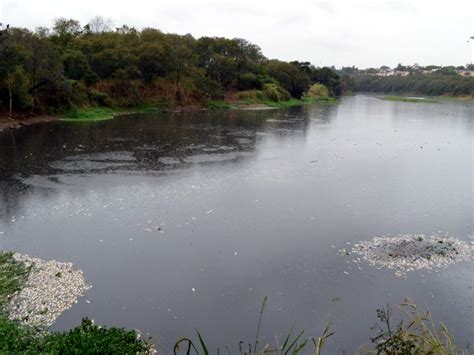 G1 Nova Mortandade De Peixe Cria Ilhas Em Trecho Urbano Do Rio