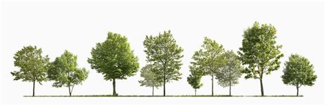 Download Free Cutouts Trees | Forest/Digital