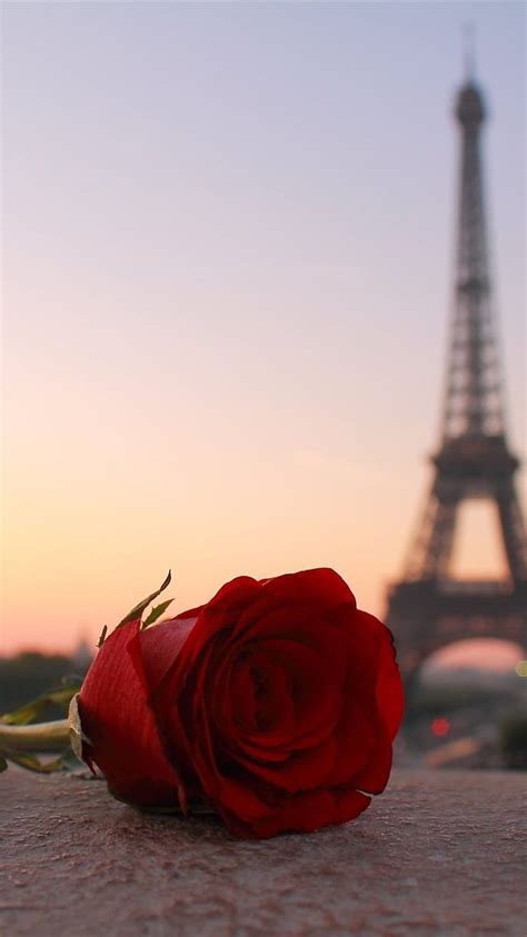 Red Rose Eiffel Tower Paris Iphone 8 7 6 6s Pink Paris Hd Phone