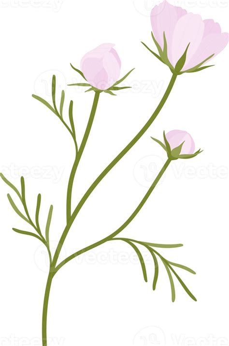 Pink Cosmos Flower Hand Drawn Illustration 10172822 PNG