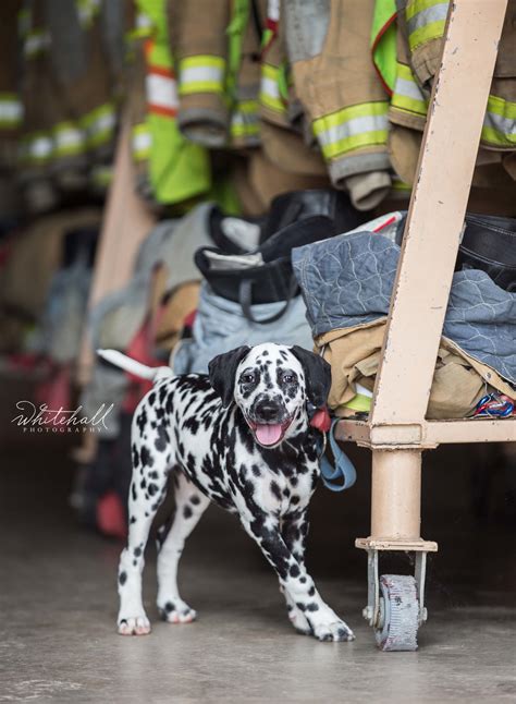 Why Is The Dalmatian The Fire Dog