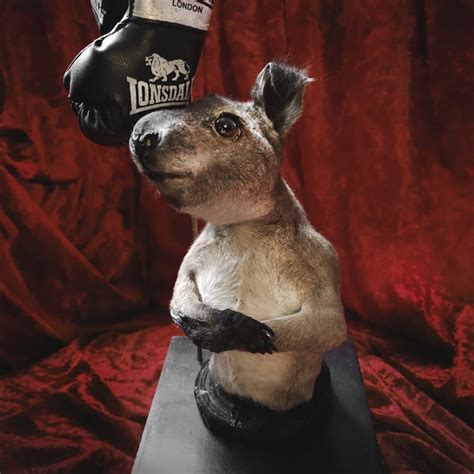 Taxidermy And Curiosities Etsy