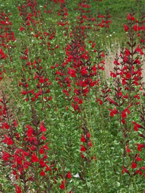 Red Salvia Flower