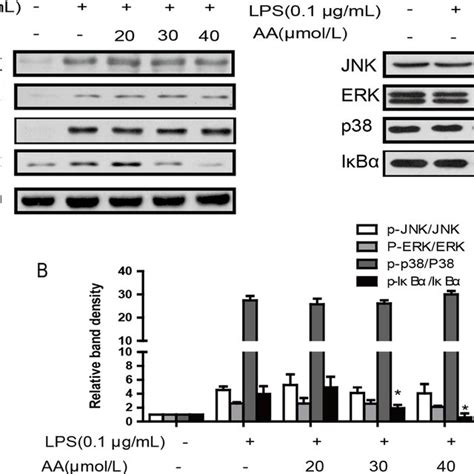 Effects Of Aa On Lps Induced Activation Of Mapks And Nf B In Raw