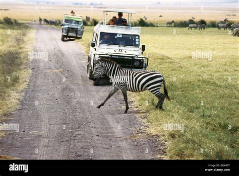 Zebra crossing the road, Kenya Stock Photo - Alamy