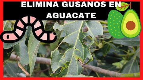 SOLUCION A Los GUSANOS En Tus ARBOLES De AGUACATE YouTube