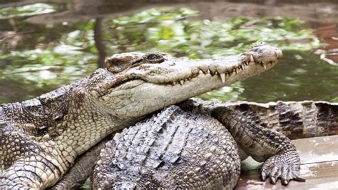 How Do Crocodiles Mate And Reproduce Joy Of Animals