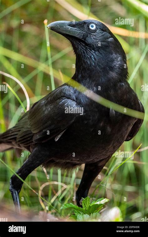 Australian Torresian Crow Corvus Orru Hi Res Stock Photography And