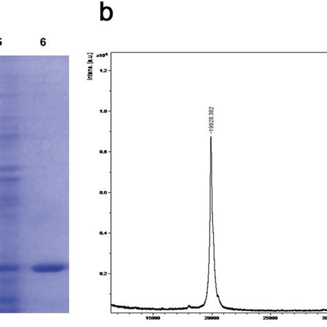 A Sds Page Analysis Of Expressed And Purified Tat Ptd Ngb In E Coli