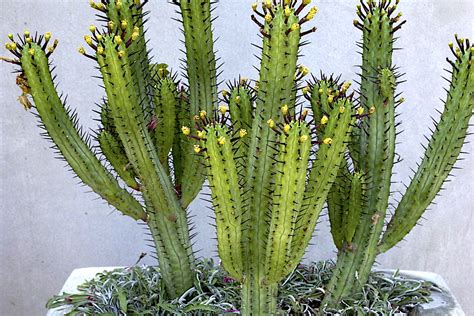 Euphorbia Enopla Succulent Guide