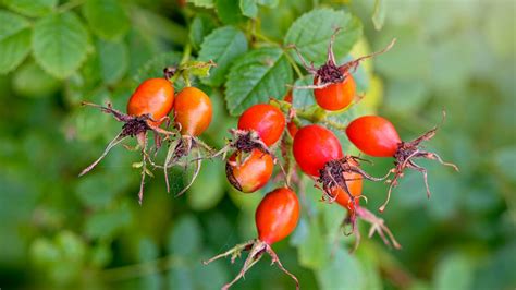 Why You Should Grow Roses From Rose Hips And How To Do It Gardening Know How